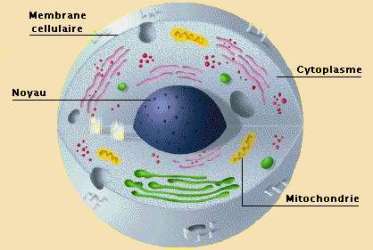 mitochondrie_z
