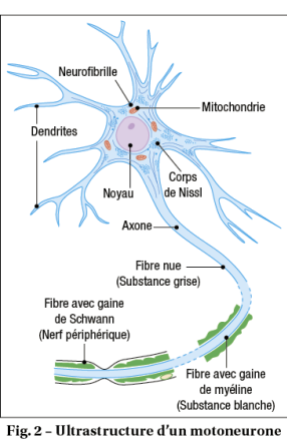 ultrastructure d'un motoneurone